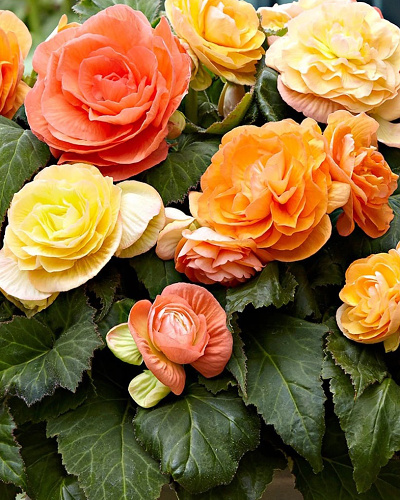 BEGONIA PASTEL COMPACTA MIX 25 kusov